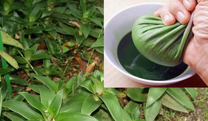 Tác dụng của cây lược vàng với sức khỏe