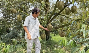 Sầu riêng Thái rớt giá, nhà vườn đứng ngồi không yên