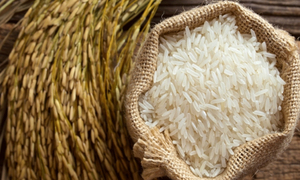 Giá lúa gạo hôm nay 19/6: Trong nước ổn định, xuất khẩu tăng nhẹ