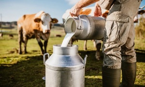 Sữa mất chất và lượng vì biến đổi khí hậu
