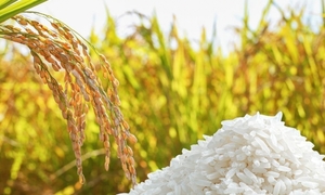 Giá lúa gạo hôm nay 24/6: Thị trường ổn định, giá biến động nhẹ