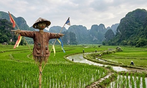Vì sao bù nhìn trên đồng ruộng đánh lừa được các loài chim thông minh?