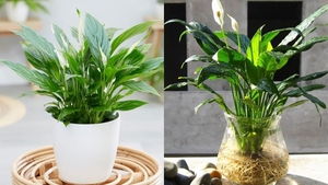 5 loại cây vừa lọc không khí, vừa làm mát nhà hiệu quả