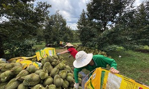 Giá sầu riêng lao dốc, điểm nghẽn không chỉ nằm ở thị trường