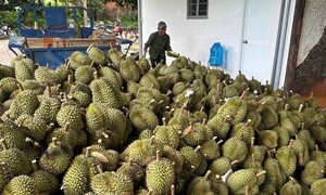 Giá sầu riêng lao dốc, điểm nghẽn không chỉ nằm ở thị trường