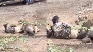 Bị sư tử cái tấn công, người đàn ông thoát chết nhờ vuốt ve con vật 30 phút