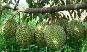 Vì sao cùng một loại nông sản nhưng giá bán chênh nhau cả chục lần? 