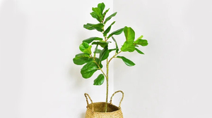 Khi nào nên mua cây giả để trang trí nhà, khi nào phải dùng cây thật?