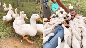 Cảnh khách Tây 'phê massage vịt' ở Hội An khiến dân mạng Việt cũng muốn thử