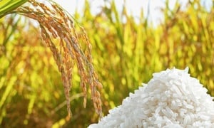 Giá lúa gạo hôm nay 1/8: Gạo thơm Jasmine ở chợ tăng 2.000 đồng/kg