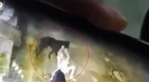 Truy tìm con chó 20kg lao vào tấn công bé trai 6 tuổi ở Đồng Nai
