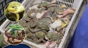 Ếch tẩm kháng sinh và góc khuất ngành ẩm thực tỷ USD ở Trung Quốc
