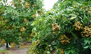 Nhãn lồng Hưng Yên chính thức trở thành di sản văn hóa phi vật thể quốc gia