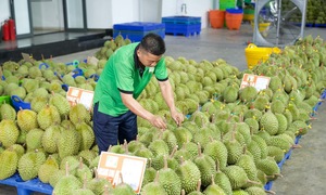 Gỡ nút thắt về mã số vùng trồng, cơ hội để tăng tốc xuất khẩu sầu riêng
