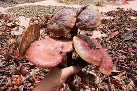 Nấm lim xanh - ‘thần dược’ cứu người ung thư, bệnh gan mọc ở đâu chất lượng nhất?