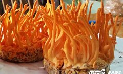 Những sự thật không tin nổi về Đông trùng hạ thảo Việt Nam