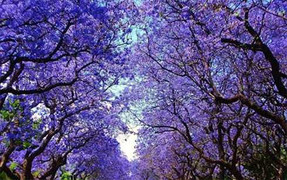 Chủ tịch Nguyễn Đức Chung lý giải vì sao Hà Nội trồng cây phượng