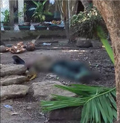 Ngã từ ngọn cau xuống đất, người đàn ông ở Quảng Ngãi thiệt mạng