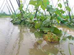 Mưa trắng trời, nông dân Quảng Nam như ngồi trên đống lửa