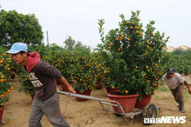 Ảnh: Thương lái đổ xô về ‘thủ phủ’ quất cảnh miền Trung gom hàng phục vụ Tết