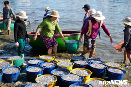 Ảnh: Ngư dân Quảng Ngãi hốt bạc triệu mỗi ngày nhờ trúng đậm cá cơm