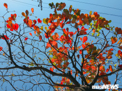 Ảnh: Đẹp ngỡ ngàng mùa bàng thay lá ở Đà Nẵng