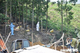 Hết cúm gia cầm, Quảng Nam lại xuất hiện bệnh lở mồm long móng