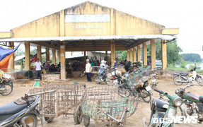 Ảnh: Trước ‘cơn bão’ dịch tả lợn, chợ heo lớn nhất Việt Nam lâm cảnh lao đao