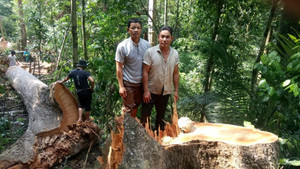 Xác định danh tính những kẻ ‘xẻ thịt’ rừng phòng hộ Đắk Mi ở Quảng Nam