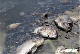 Cá chết ‘kỷ lục’ nổi trắng hồ Đồng Làng, dân hoang mang không rõ nguyên nhân