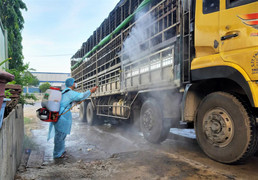 Tài xế chở lợn nhiễm virus dịch tả lợn châu Phi dừng bán ở Quảng Nam bị phạt 8 triệu đồng