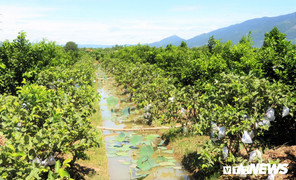 Vườn trái cây Nam bộ bạc tỷ giữa đất phèn xứ Quảng