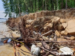 Ảnh: Rừng thông ven bờ Cửa Đại bị sóng biển ‘nuốt chửng’