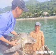 Thả rùa xanh quý hiếm mắc lưới ngư dân đảo Cù Lao Chàm về biển