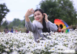 Ảnh: Đà Nẵng lần đầu tiên có vườn cúc họa mi, nam thanh nữ tú tấp nập đến check in