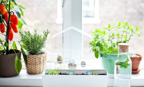 Những cây trồng hữu ích trong nhà bếp