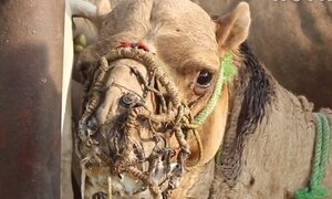 Động vật phục vụ du khách và những hình ảnh đau lòng