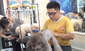 Lớp học làm đẹp cho chó ở Hà Nội