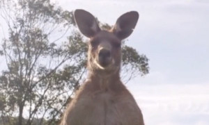 'Gạ' người đánh nhau và những khoảnh khắc 'cà khịa' của kangaroo