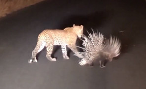 Báo đốm chào thua trước bộ lông của nhím khổng lồ