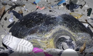 Rùa mẹ và đàn con nỗ lực sinh tồn giữa rác thải nhựa