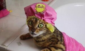 Cuộc sống vương giả của loài mèo đắt nhất thế giới