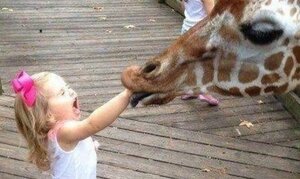 Trẻ em giật mình, khóc thét trước màn cà khịa của động vật hoang dã