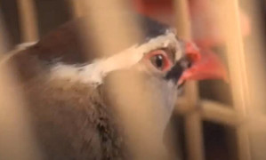 Chợ Afghanistan bán chim từ khắp nơi trên thế giới