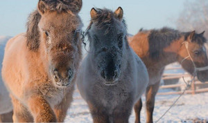Vì sao ngựa thích nghi và tồn tại được ở Bắc Cực?