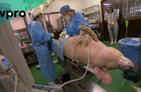 Nuôi cấy bộ phận người trong cơ thể lợn: Nỗi lo lợn trở nên giống người