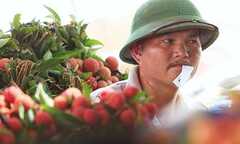 Vừa qua biên giới Trung Quốc, vải thiều đội giá gấp đôi