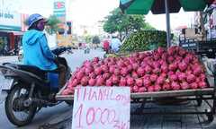 Gom 200 đồng/kg tại vườn, thanh long bị đổ đống ở vỉa hè