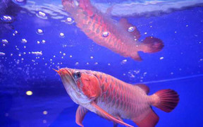 Giá chục ngàn đô, loài cá cảnh đắt nhất thế giới có gì đặc biệt?