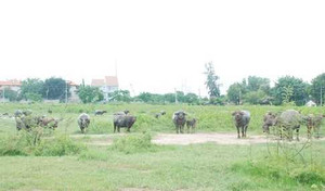 Bất ngờ những nghề kiếm tiền tỷ ở Hà Nội, Sài Gòn